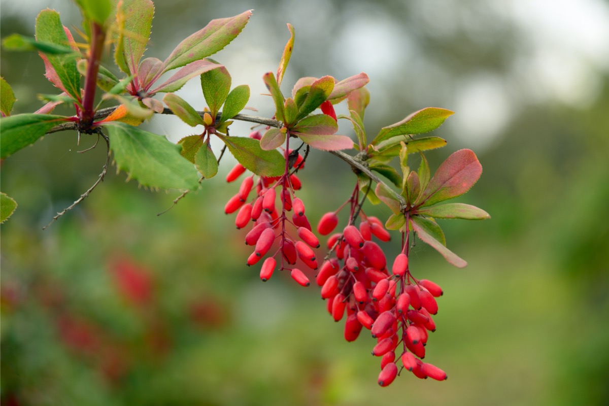 native plants