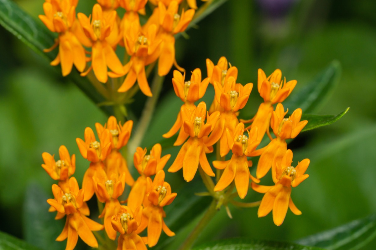 rabbit resistant plants