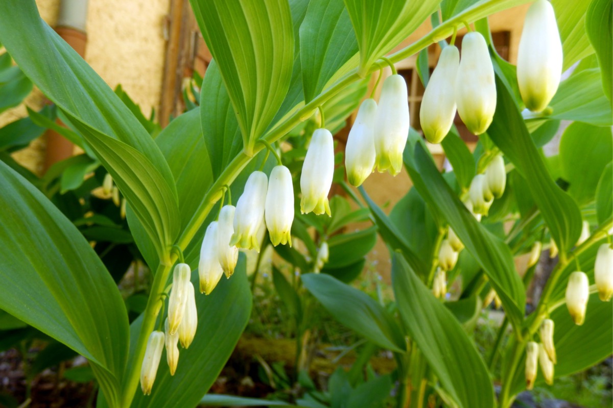 rabbit resistant plants