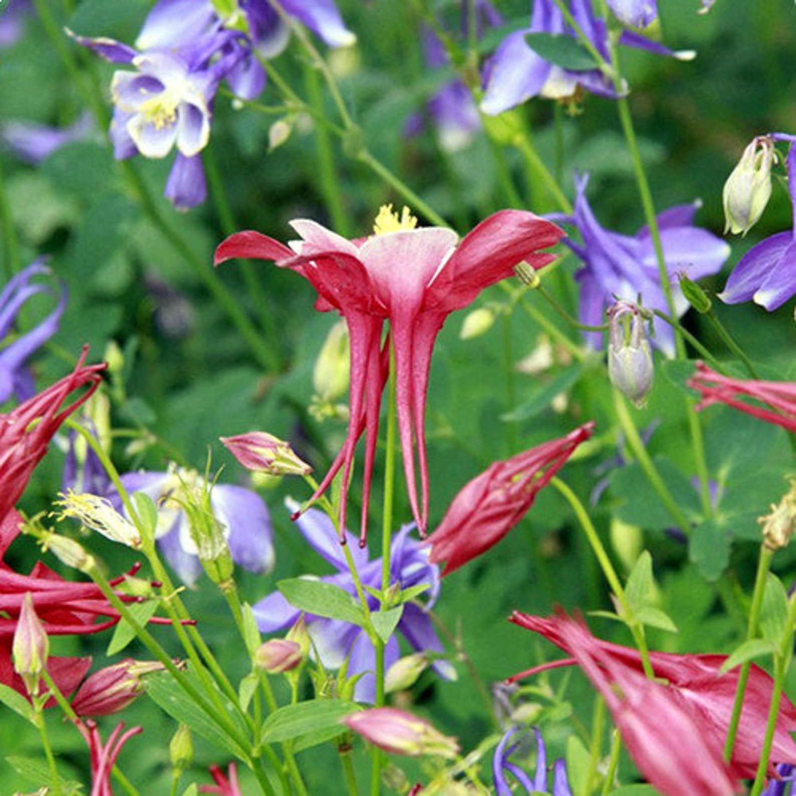 Aquilegia plants with purple and red flowers