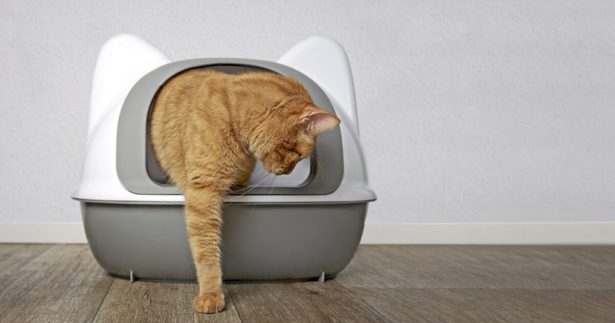 where to put litter box