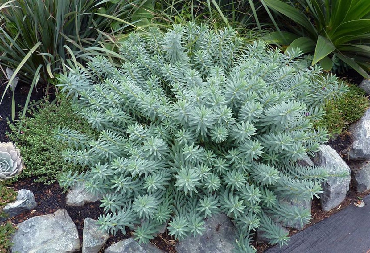 Euphorbia plant