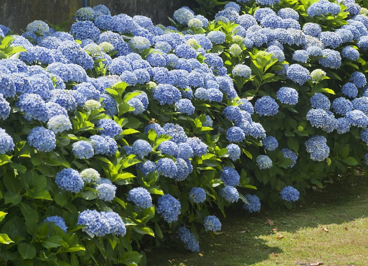 Blue hydrangea bushes