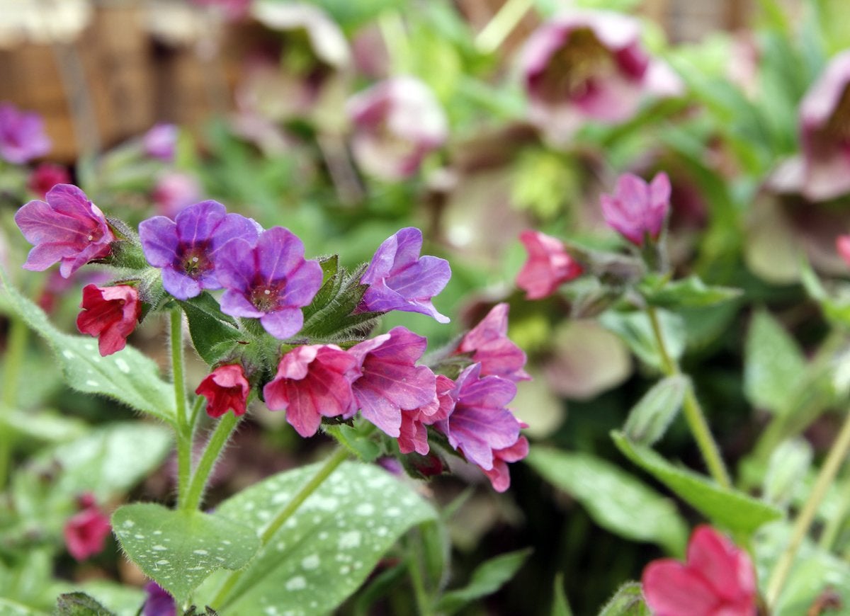 shade loving plants