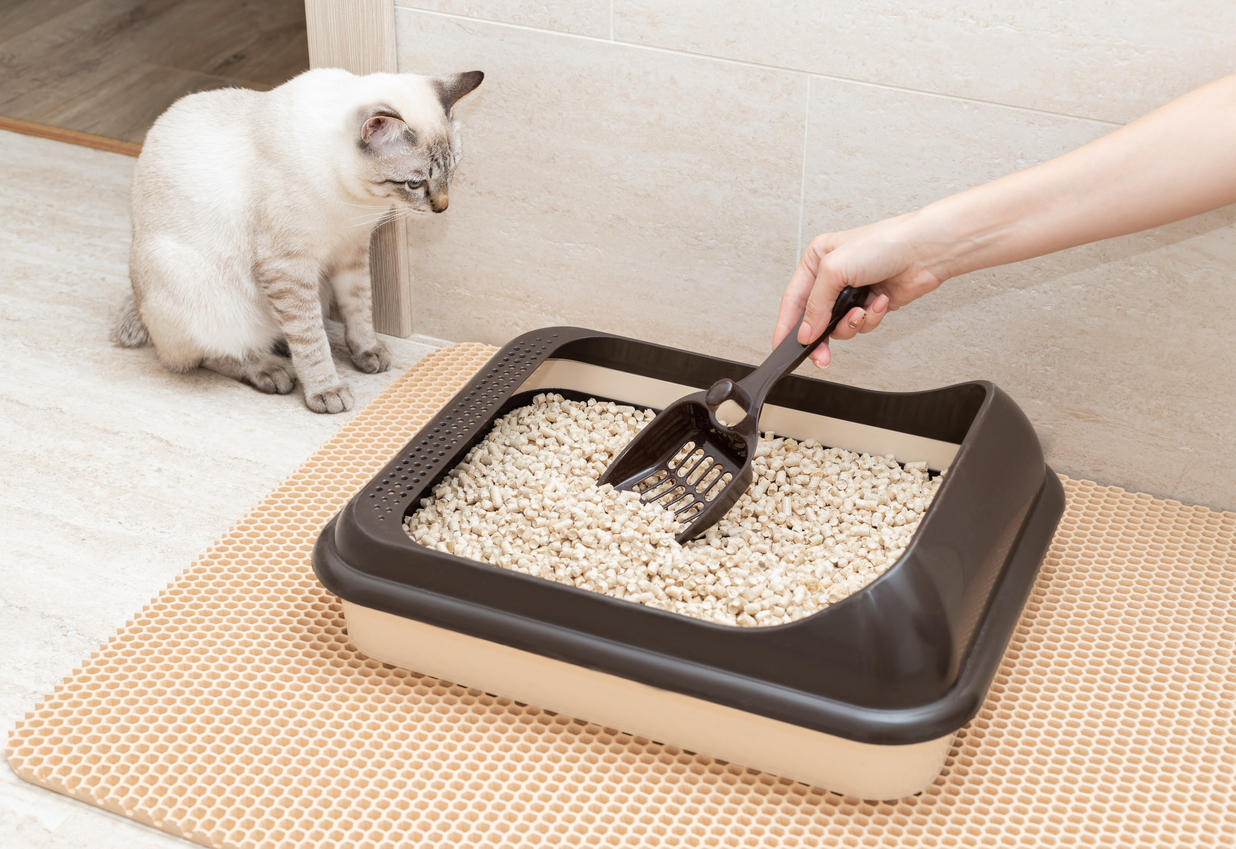 Where to Put a Litter Box 6 Essential Considerations Bob Vila