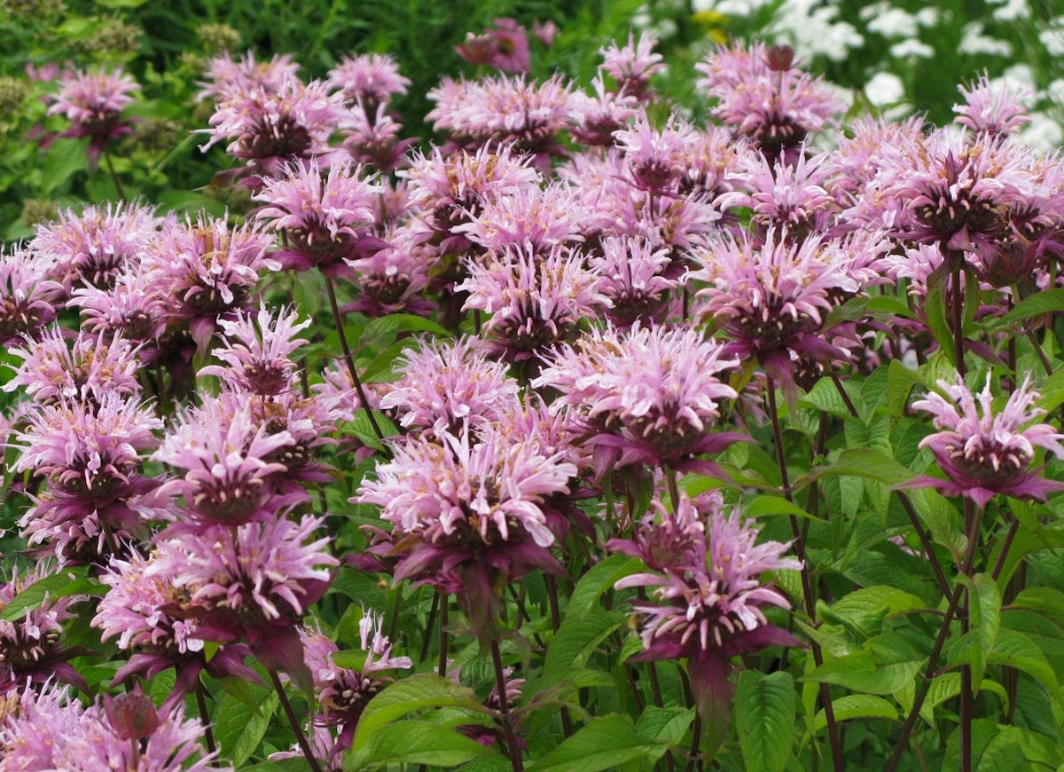 Bee balm plant with many light pink blooms with brown centers.