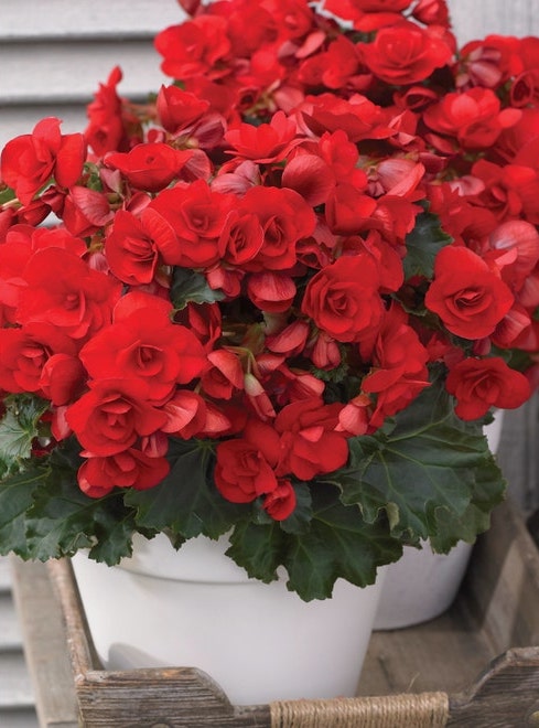 Vermilion Red begonias in a white pot