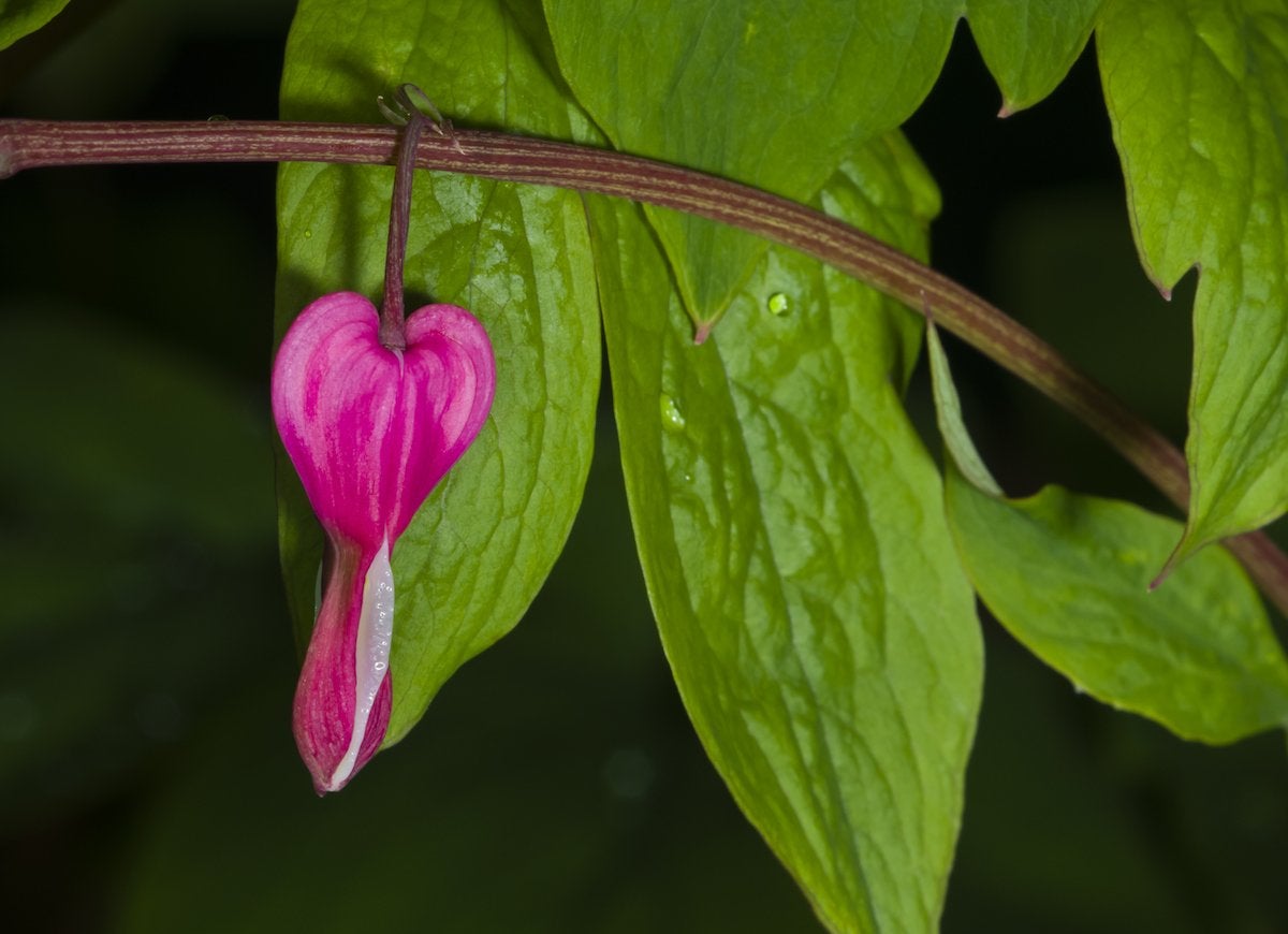 Closeup of a burning heart plant with pink flowers dropping from the stem.