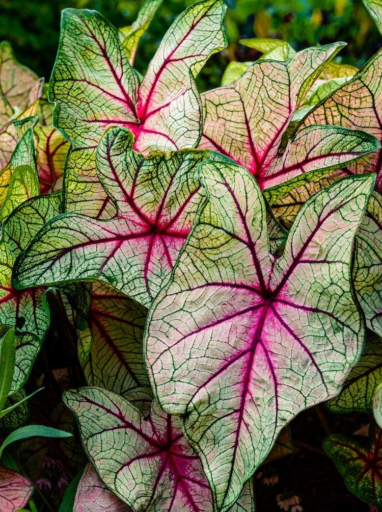 Caladium plant with pink veins, light leaf centers and green leaf borders.