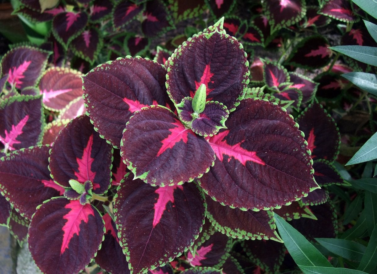 A patch of coleus plants with purple, green, and pink leaves.