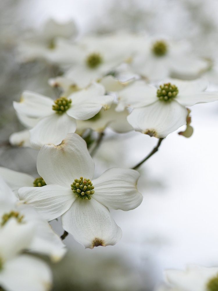 Closeup of many white dogwood flowers on a branch.