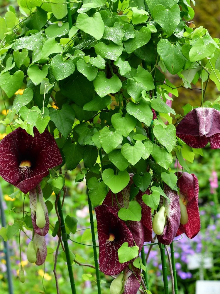 shade loving plants