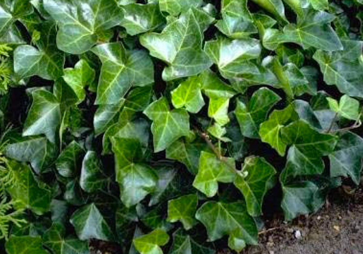 Closeup of English ivy leaves.