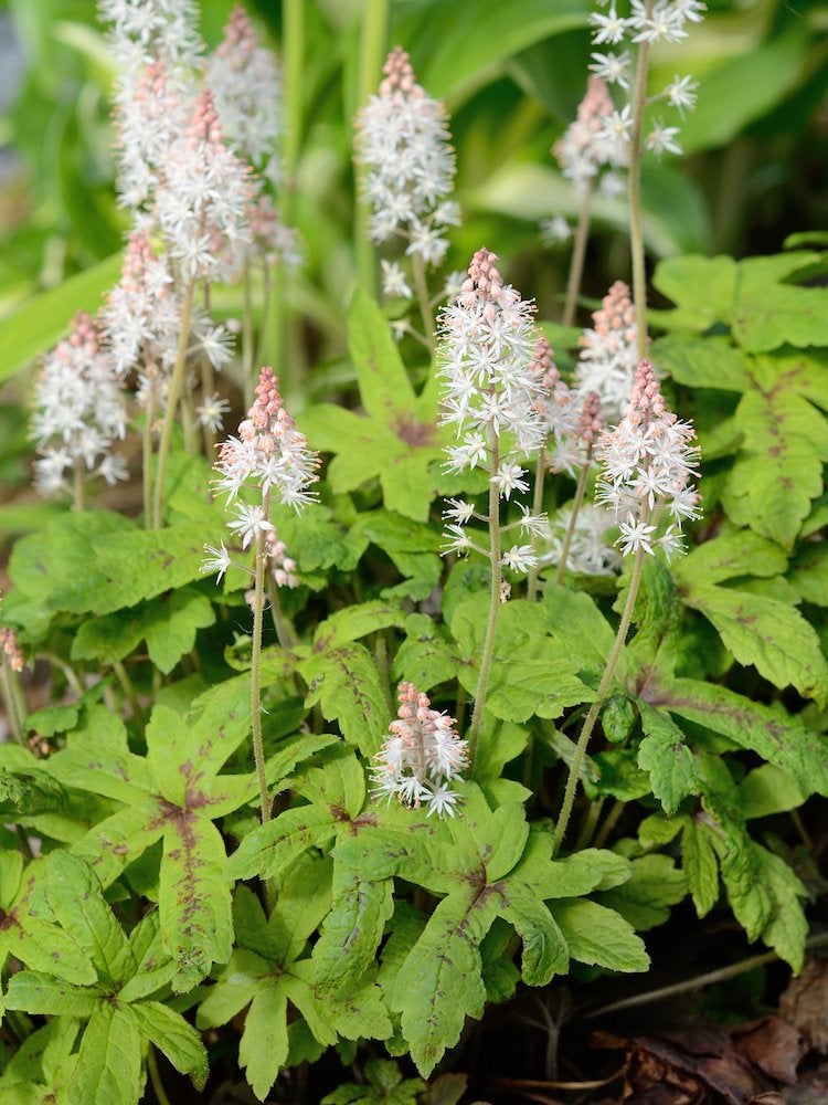 White foamflower blooms on a green bush.