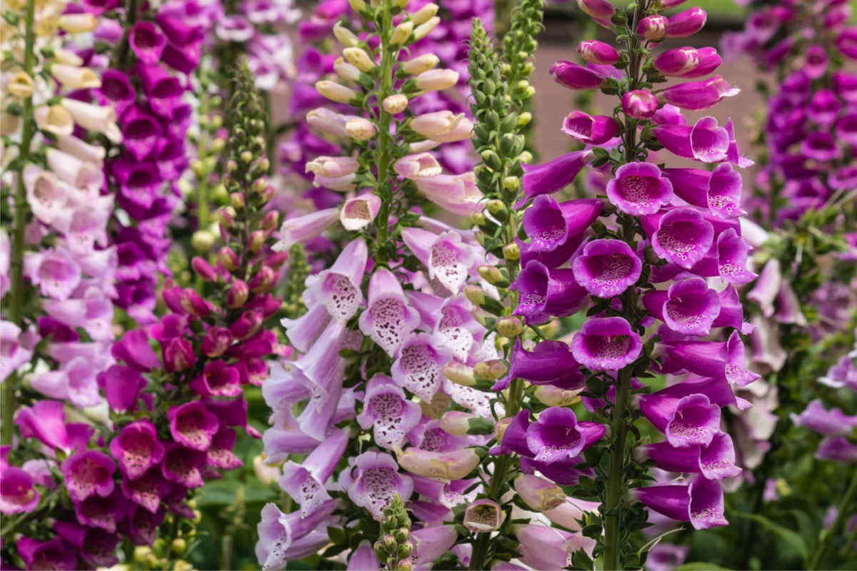 Foxglove plants in pink, magenta, and light pink.