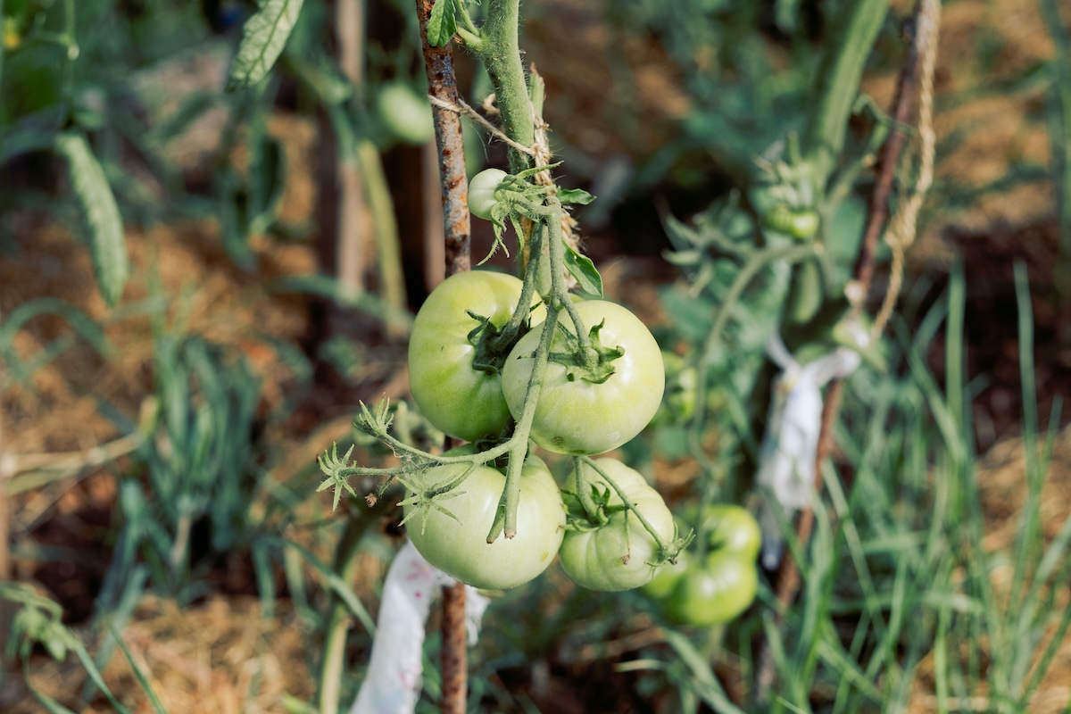 Green tomato plant with few leaves to protect from sun exposure.