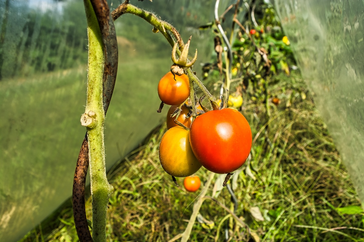 Ripe tomatoes growing on too heaving stems that need prunes.