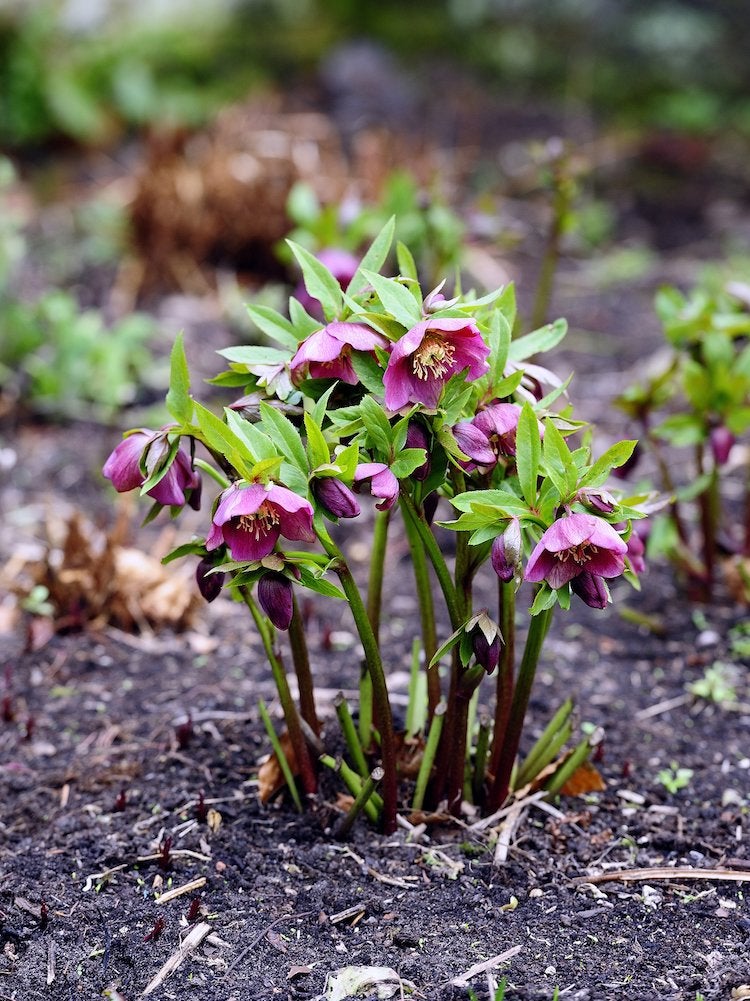 Clump of purplish hellebore flowers surrounded by mulch.