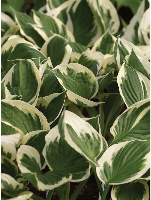 Closeup of hosta leaves