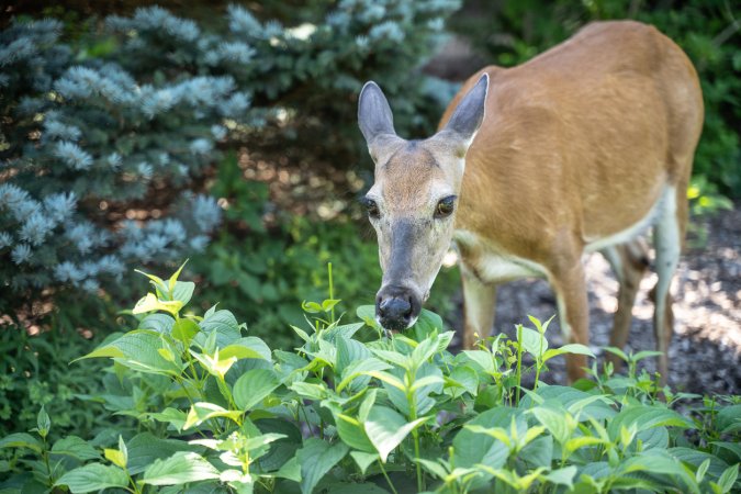 Try Scents to Send Pests Packing from Your Garden