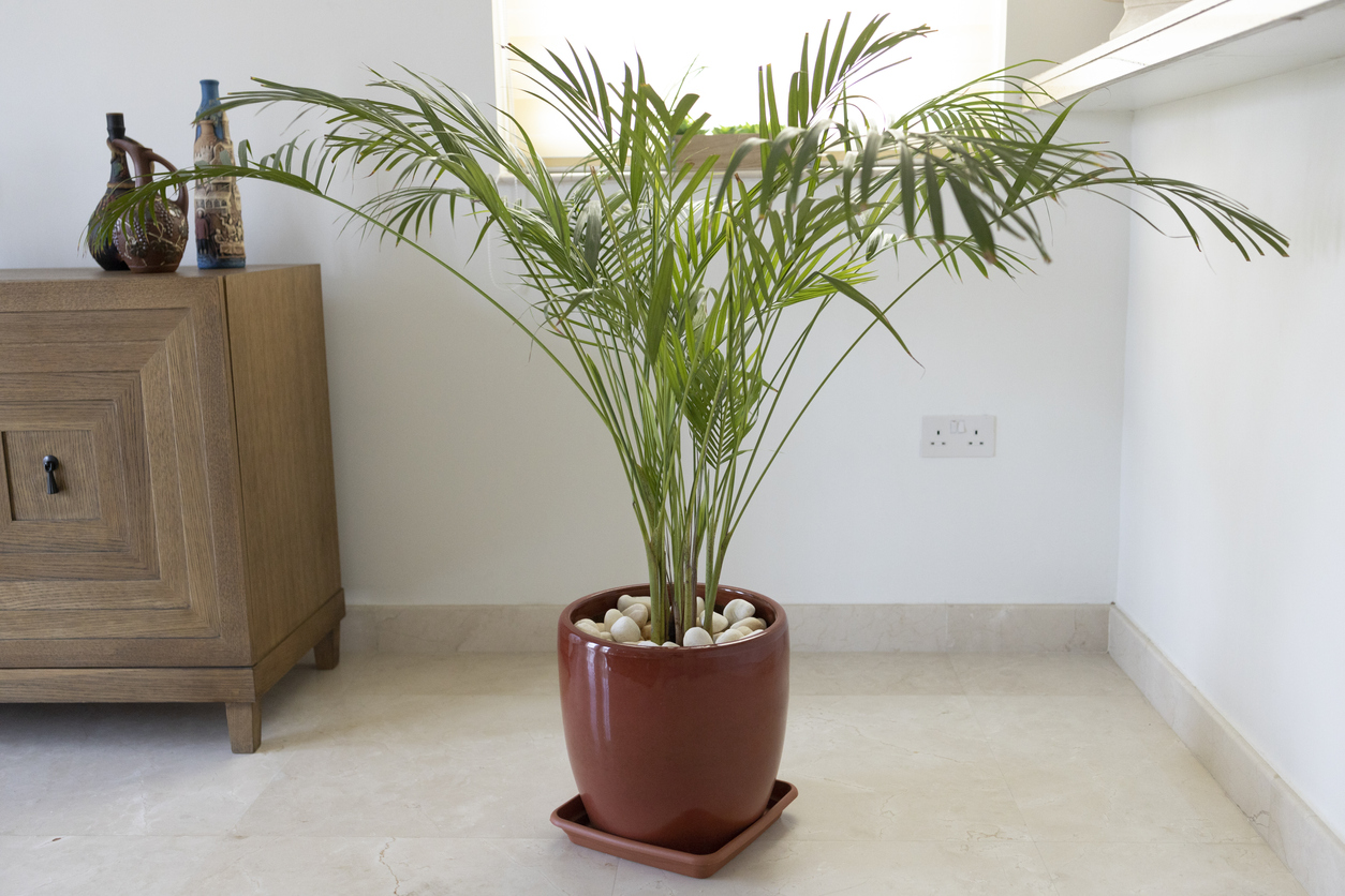 best indoor trees