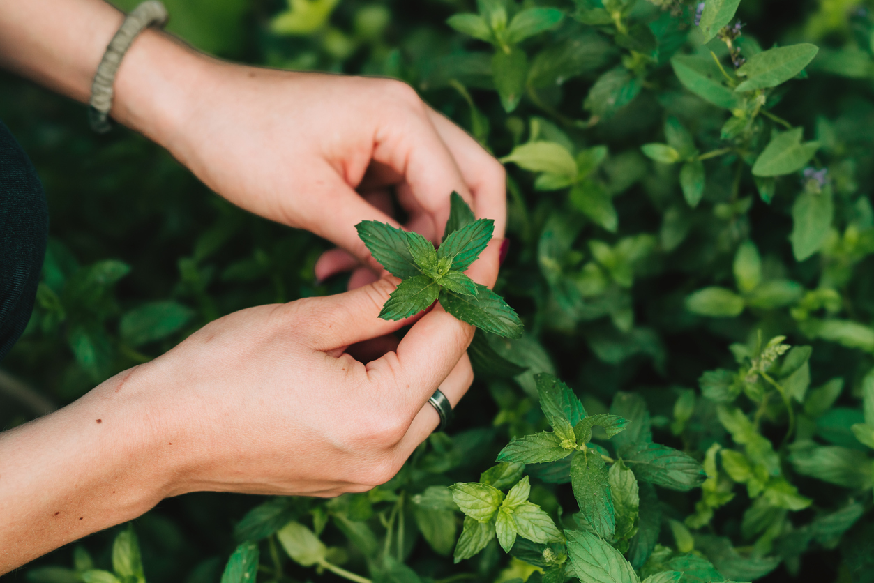 Try Scents to Send Pests Packing from Your Garden