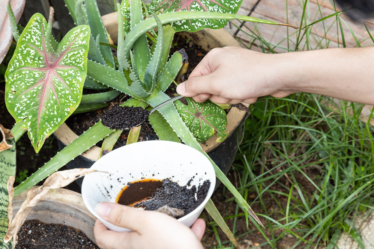 Try Scents to Send Pests Packing from Your Garden