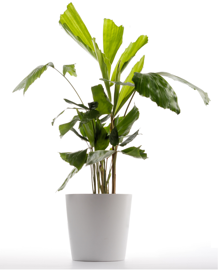 best indoor trees fishtail palm