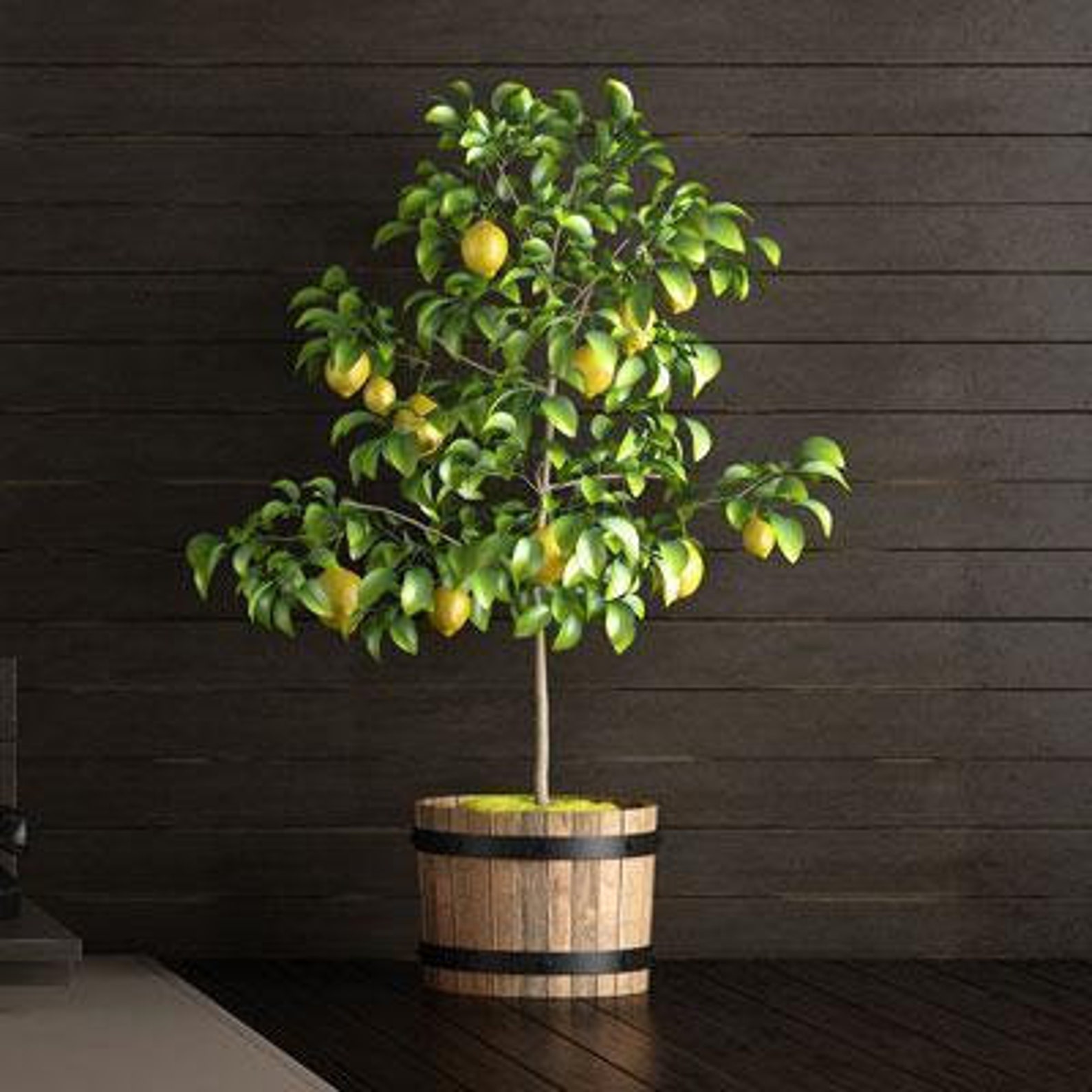 best indoor trees