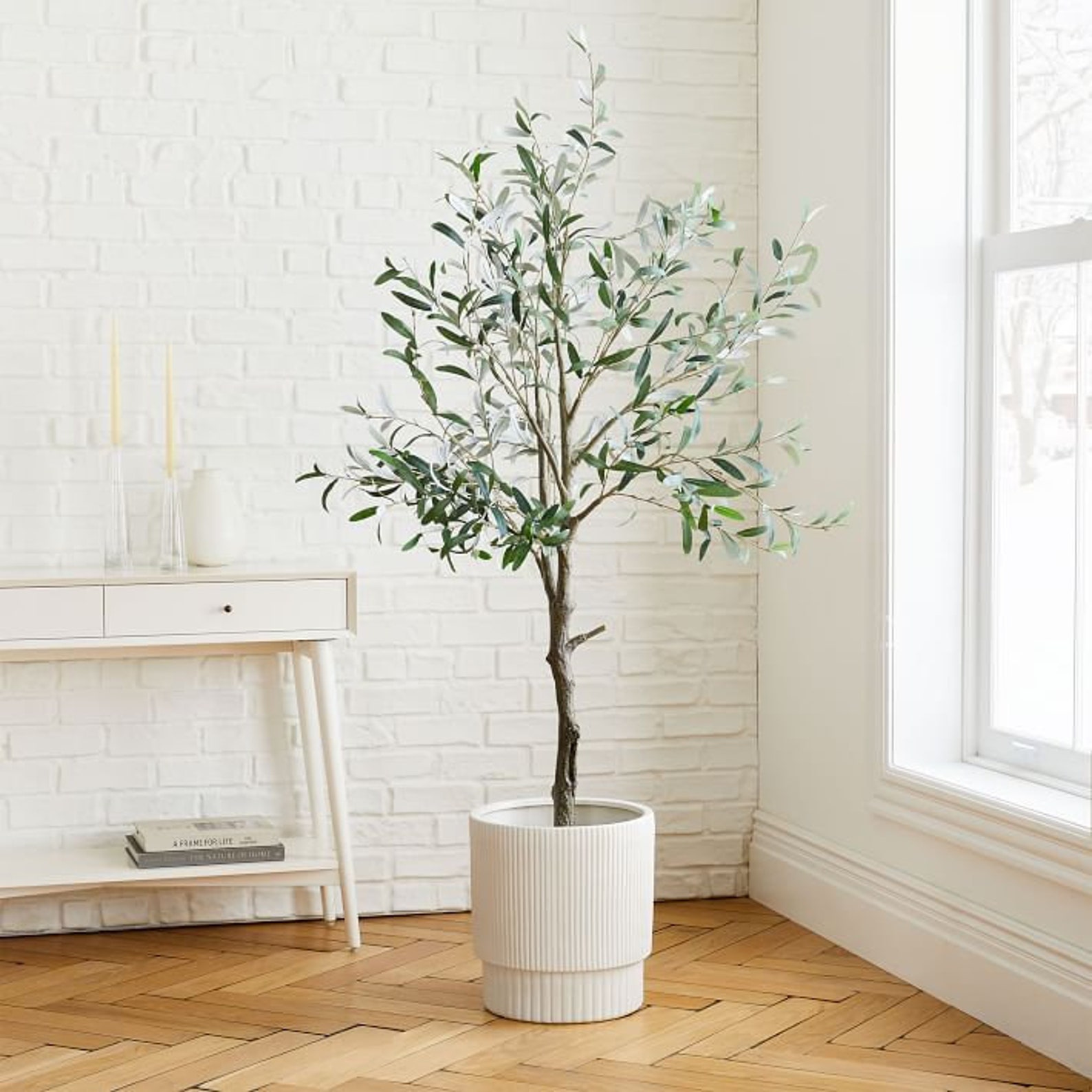 best indoor trees