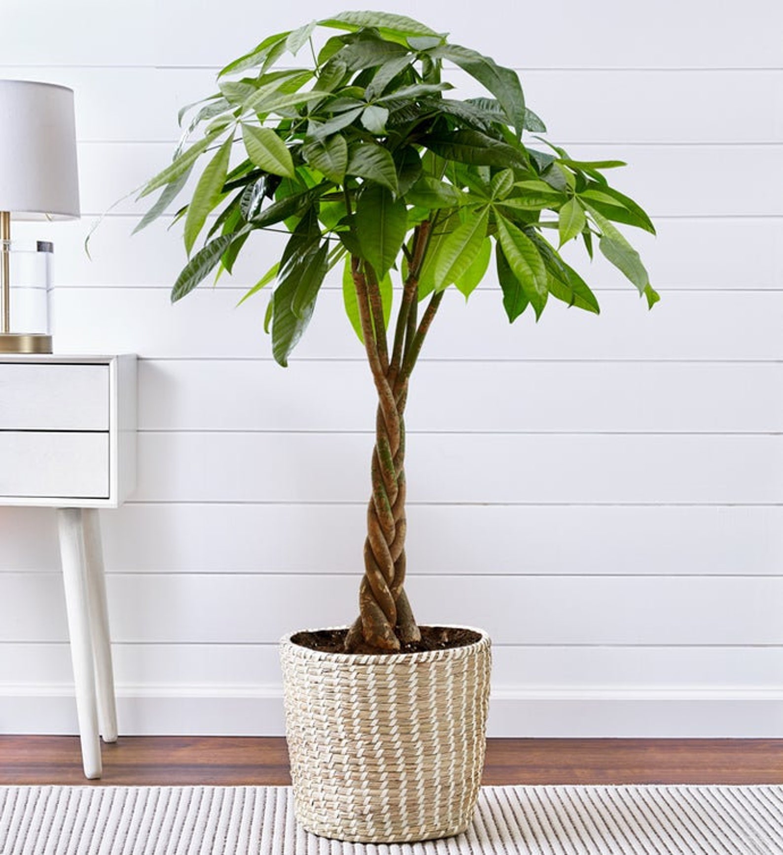 best indoor trees