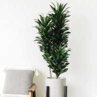 The 22 Best Indoor Trees for the Home - Bob Vila