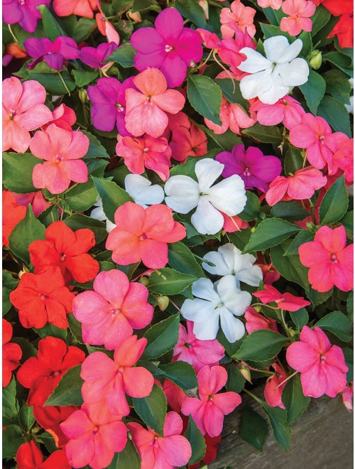 Closeup image of impatiens in peach, light pink, magenta, and red.