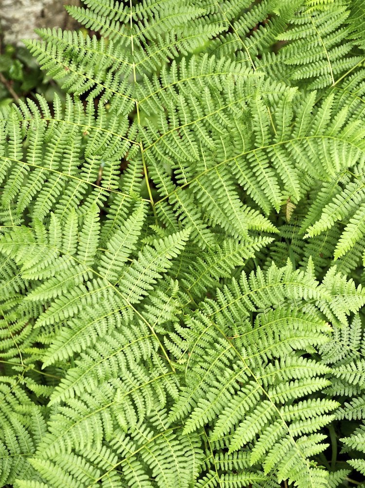 Close up of a lady fern plant.