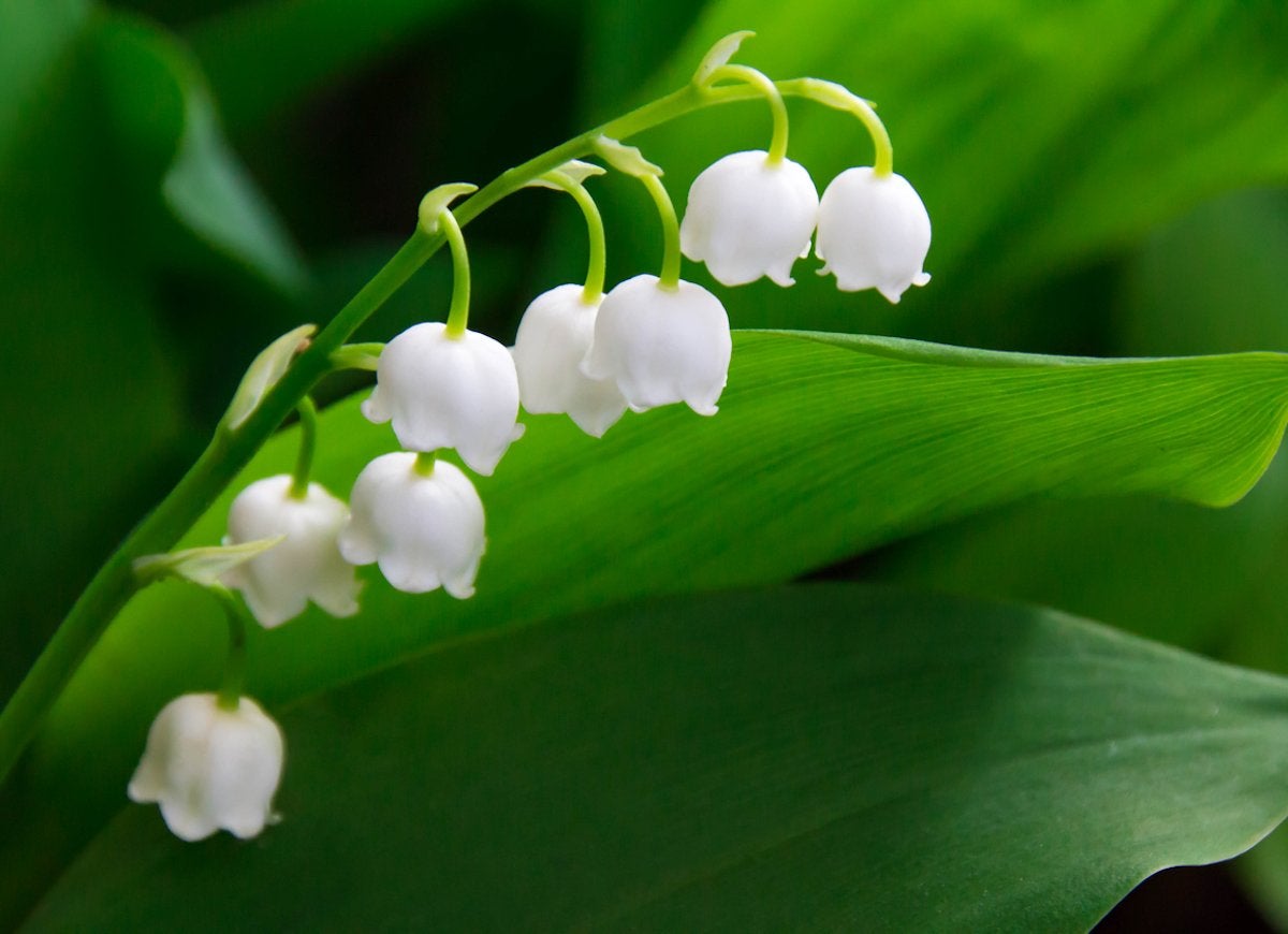 Closeup of lily of the valley blooms and green leaves.