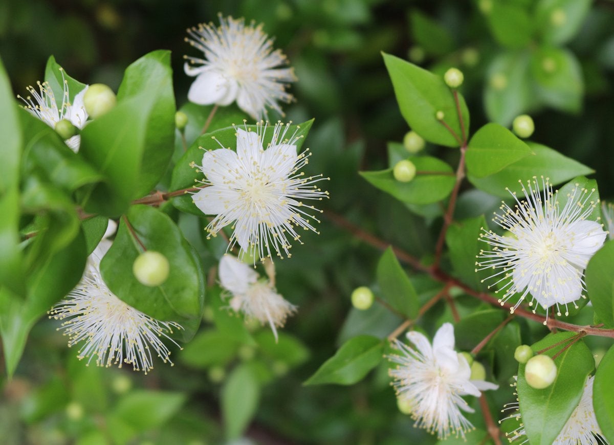 Myrtle plant with small white flowers.