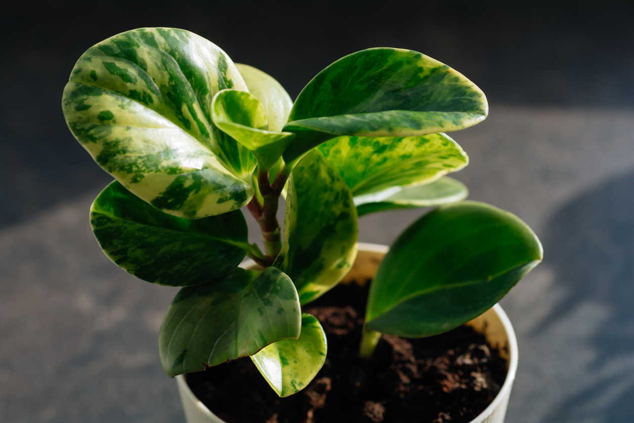 peperomia care