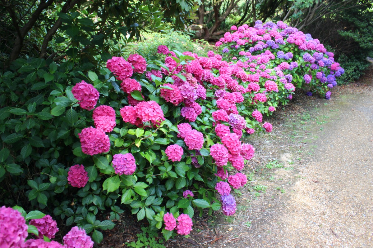 Beautiful, colorful pink and purple flowered shrubs near a driveway.