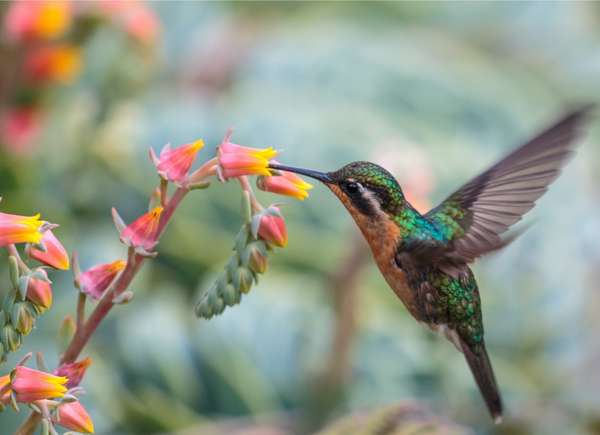 plants that attract hummingbirds