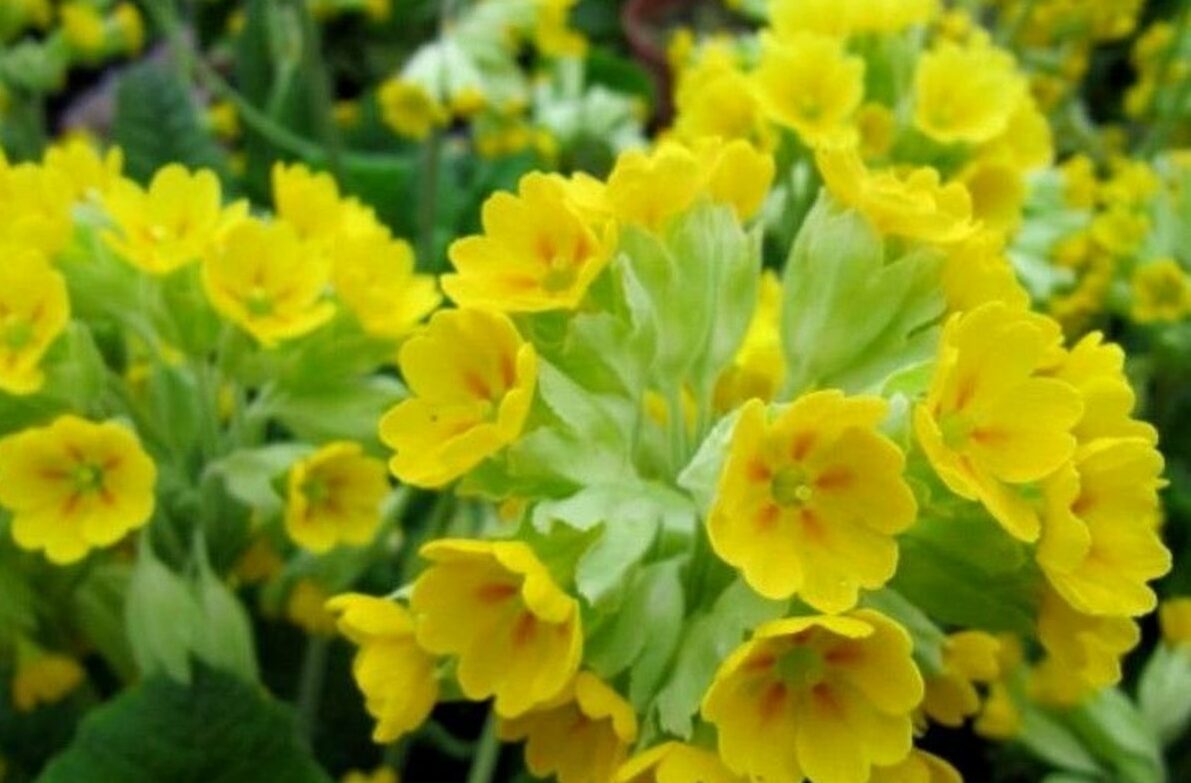 Yellow primrose flowers