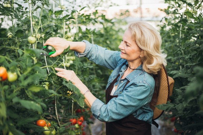 Mature woman in blue shirt prunes a tomato plant.