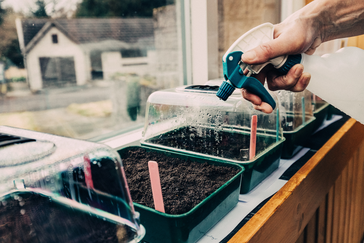 Unrecognizable woman spraying newly sown seeds in plastic propagators on a window sill with a spray bottle.