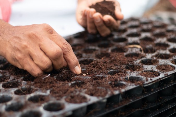 Woman adds seeds to plant cells filled with soil.