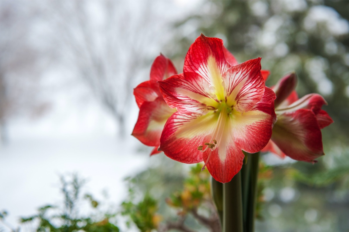 summer bulbs