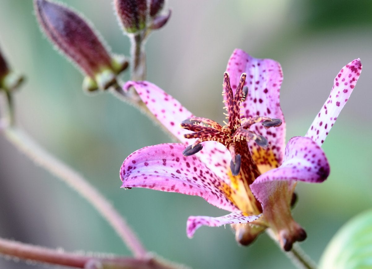 Closeup of a pink spotted toad lily flower.