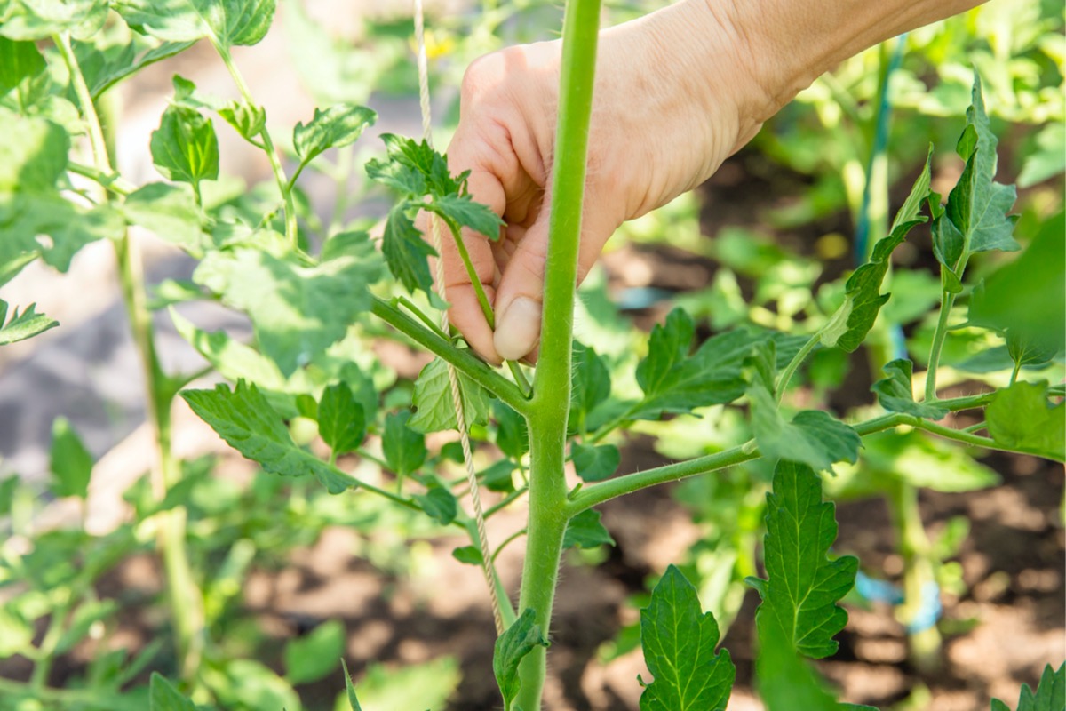 Person pulling a sucker off a tomato plant.