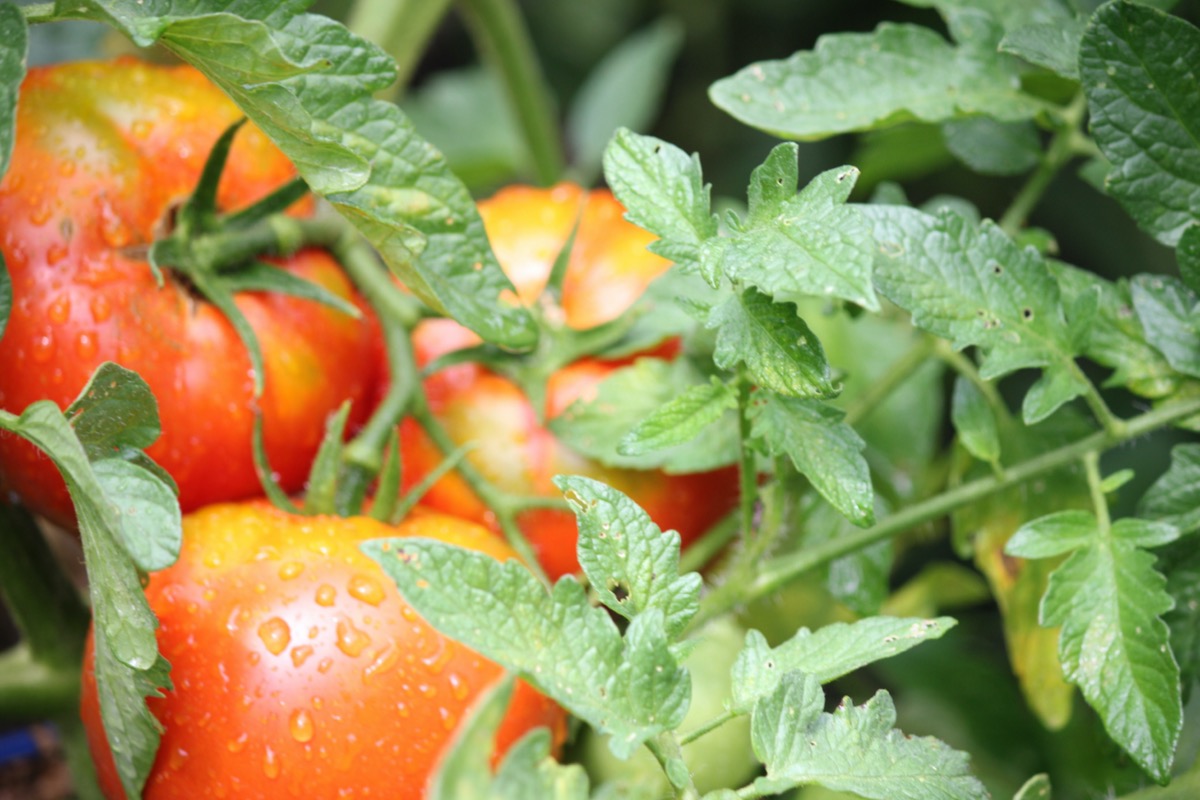 Three damp red tomatoes hanging on a vine.