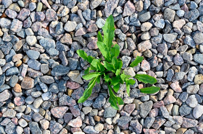 The Best Weed Killer For Gravel Options