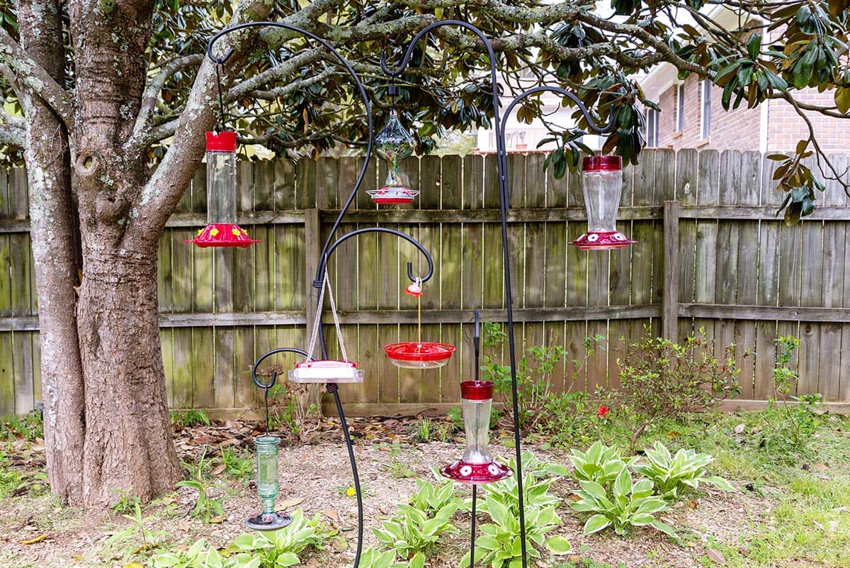 Multiple hummingbird feeders hanging in a back yard