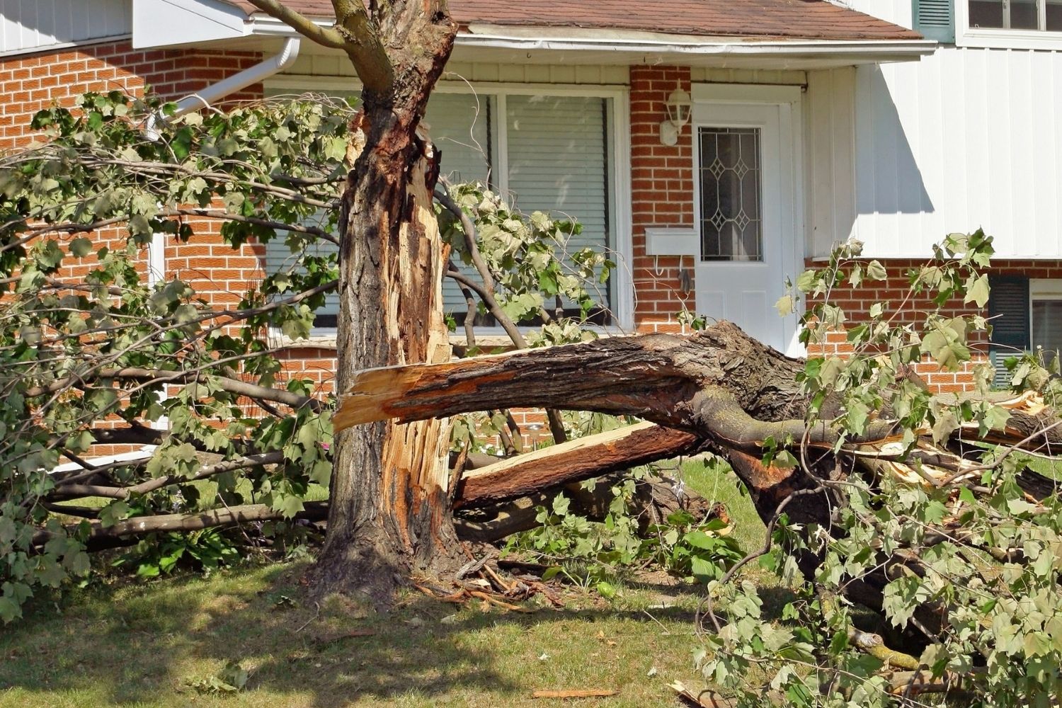 Does Homeowners Insurance Cover Tree Removal